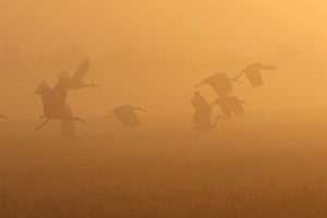 mystisch: Weissstörche bei Sonnenaufgang