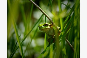 Wetterfrosch