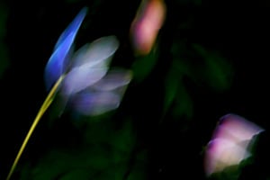 Blumen im Wind