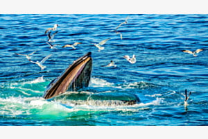 Humbpack whale - Buckelwal - Essenseinnahme Humbpack whale - Buckelwal - Essenseinnahme