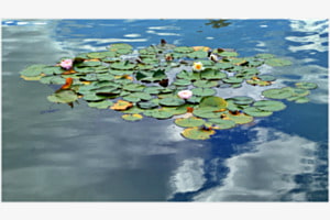 Monet lässt grüssen