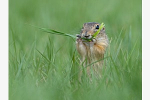 Ziesel
