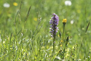 Wiesenblumen