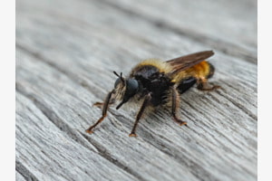 Wildbiene