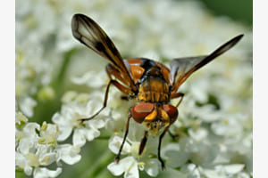 Wildbiene