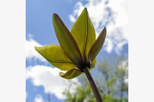 Wilde Tulpe