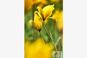 Wilde Tulpen