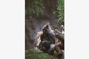 Not happy animal Not happy animal