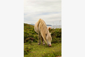 Wildpferde in Wales Wildpferde in Wales