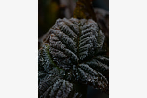Gezuckerte Blätter