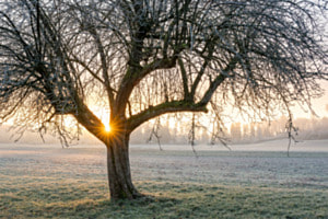 Wintermorgen mit Frost