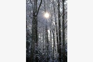 Im Winterwald