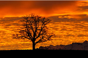 Morgenstimmung