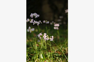 Floraison