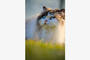 La majesté tranquille