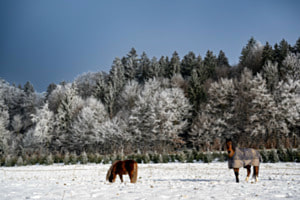 Winter Wonder Land 1