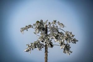 Winter Wonder Land 2