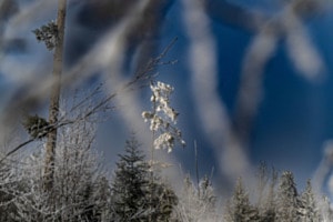 Winter Wonder Land 3