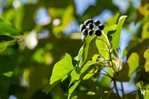 Beeren