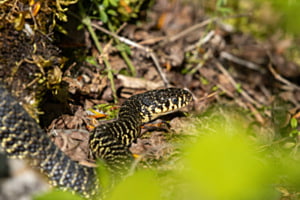 Tierisch elegant ¦ Zornnatter in Genf