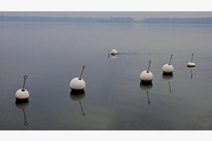 Ein Schwan zieht vorbei