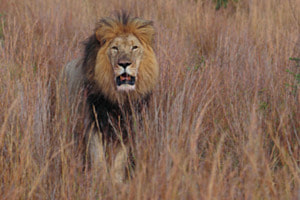 Lion King Lion King