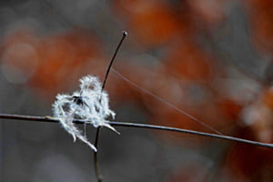 Filigran
