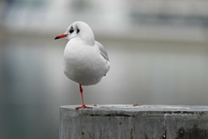 Nebelmöwe