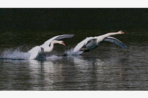 Landeanflug