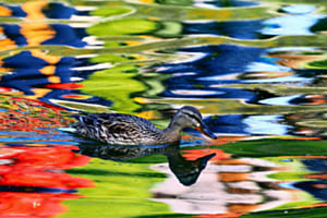 Ente im Farbenmeer