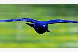 Gleitflug
