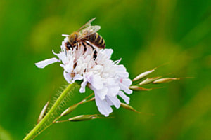 Frau Blume hat Besuch
