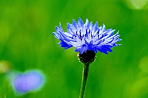 Blaue Schönheit