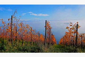 Herbst im Rebberg
