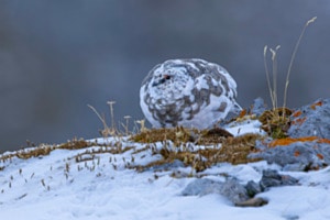 "Schneehuhn......." "Schneehuhn......."