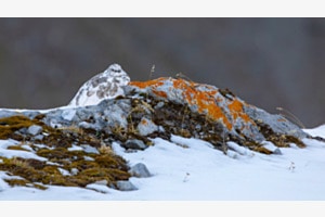 "Alpen-Schneehuhn......." "Alpen-Schneehuhn......."