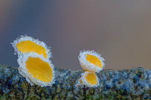 "Haarbecherlinge im Eismantel......."