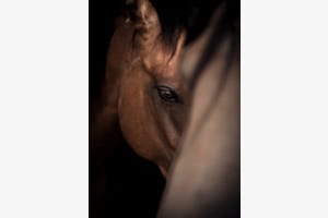 Not all stories are told in words - some live in the eyes