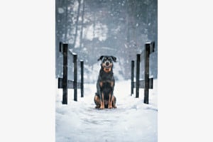 Let it snow Let it snow