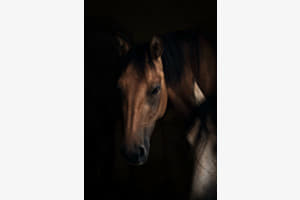 Silent moments, eternal beauty