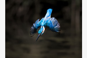 Eisvogel im Sturzflug