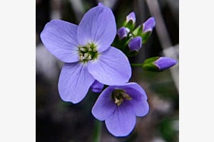 Wiesenschaumkraut Wiesenschaumkraut