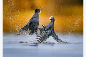 Bewegung im Wasser
