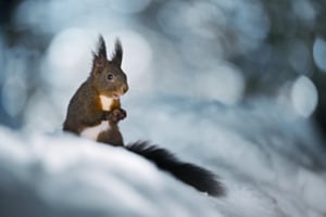 Eichhörnchen im verschneiten Winterwald