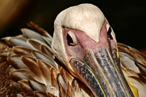 Pelikan