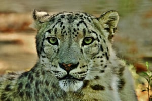 Schneeleopard