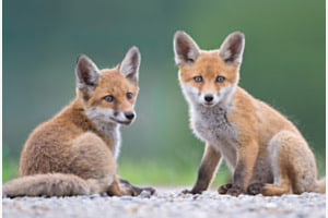 Fuchs Geschwister