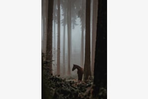 Misty forest Misty forest