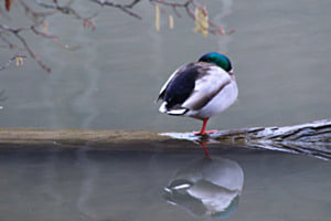 Stockente
