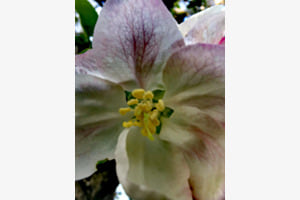 Apfelblüte Apfelblüte